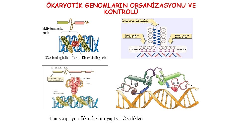 ÖKARYOTİK GENOMLARIN ORGANİZASYONU VE KONTROLÜ Transkripsiyon faktörlerinin yapısal Özellikleri 