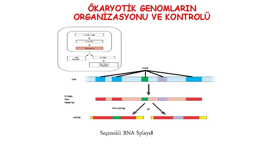 ÖKARYOTİK GENOMLARIN ORGANİZASYONU VE KONTROLÜ Chromatin changes Transcription RNA processing m. RNA degradation Translation