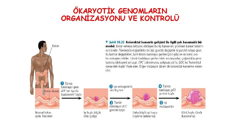 ÖKARYOTİK GENOMLARIN ORGANİZASYONU VE KONTROLÜ 