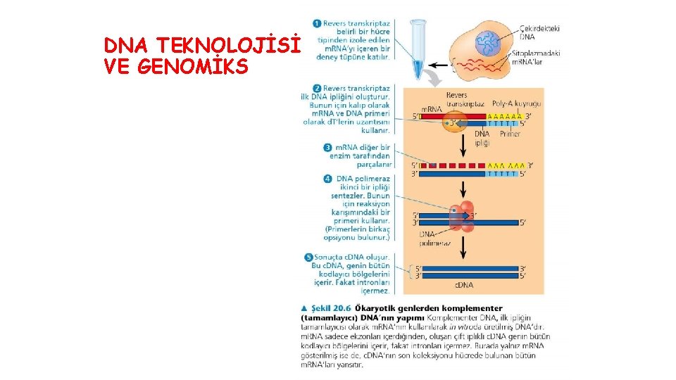 DNA TEKNOLOJİSİ VE GENOMİKS 