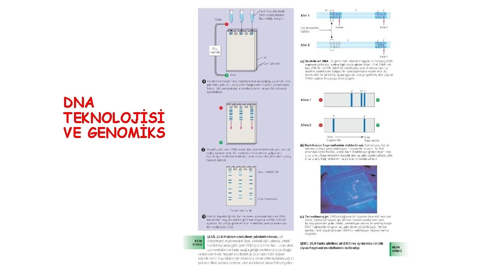 DNA TEKNOLOJİSİ VE GENOMİKS 