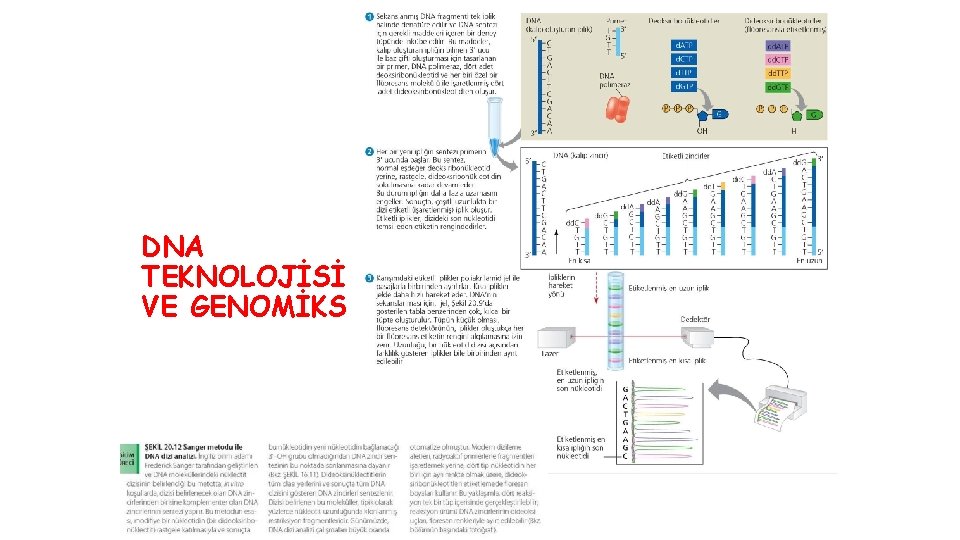 DNA TEKNOLOJİSİ VE GENOMİKS 