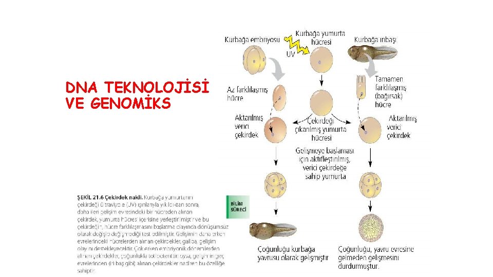 DNA TEKNOLOJİSİ VE GENOMİKS 