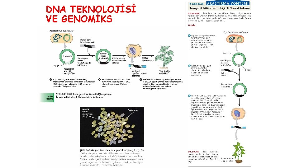 DNA TEKNOLOJİSİ VE GENOMİKS 