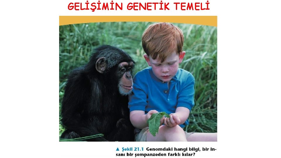 GELİŞİMİN GENETİK TEMELİ 