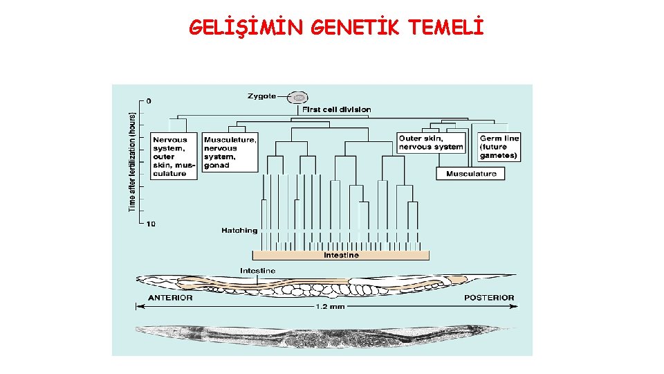 GELİŞİMİN GENETİK TEMELİ 