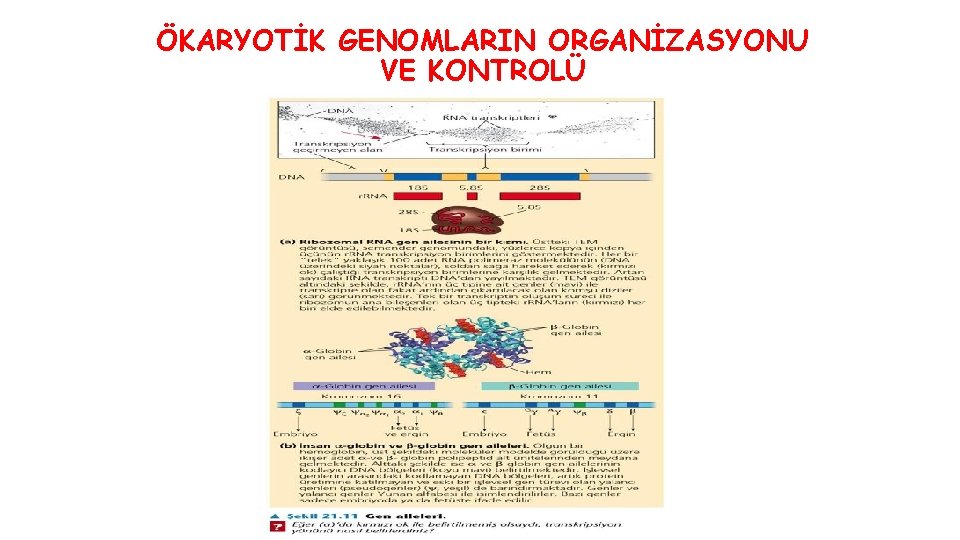 ÖKARYOTİK GENOMLARIN ORGANİZASYONU VE KONTROLÜ 