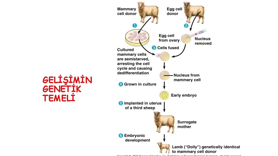 GELİŞİMİN GENETİK TEMELİ 