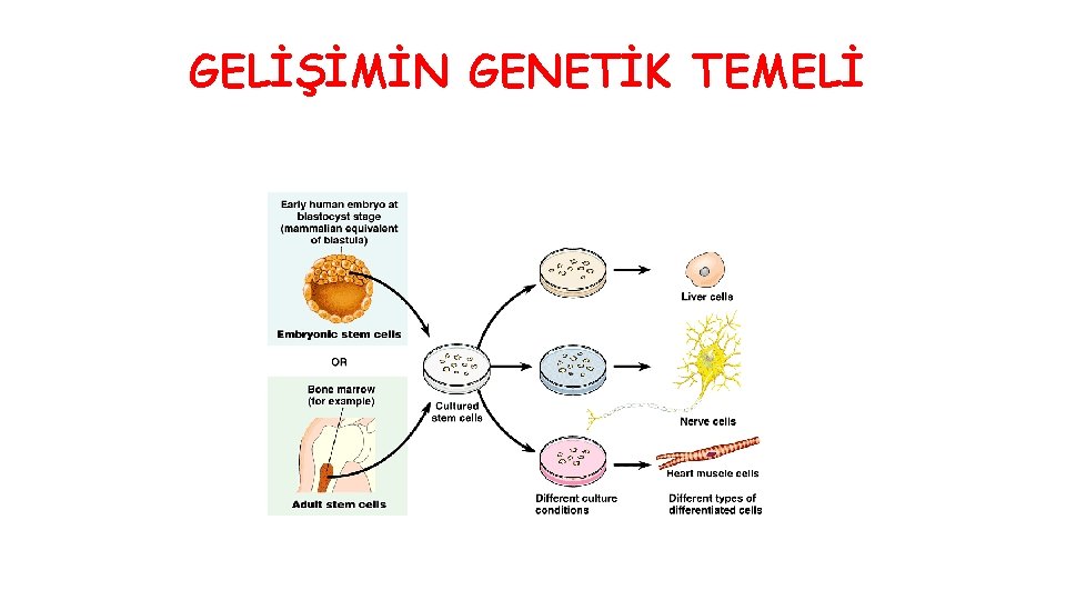 GELİŞİMİN GENETİK TEMELİ 