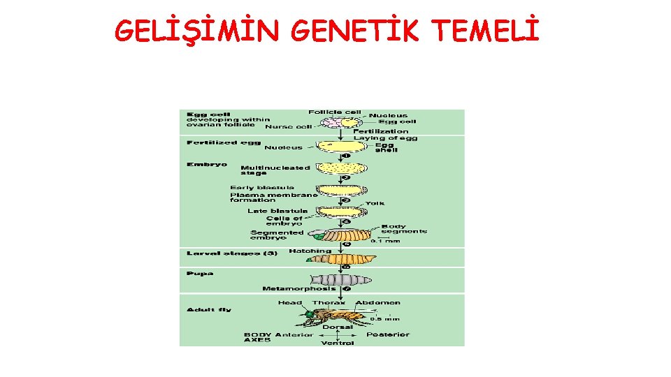 GELİŞİMİN GENETİK TEMELİ 