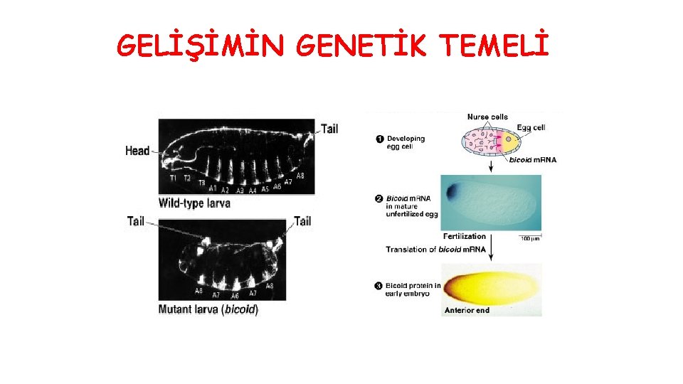 GELİŞİMİN GENETİK TEMELİ 