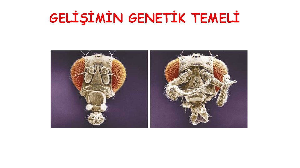 GELİŞİMİN GENETİK TEMELİ 