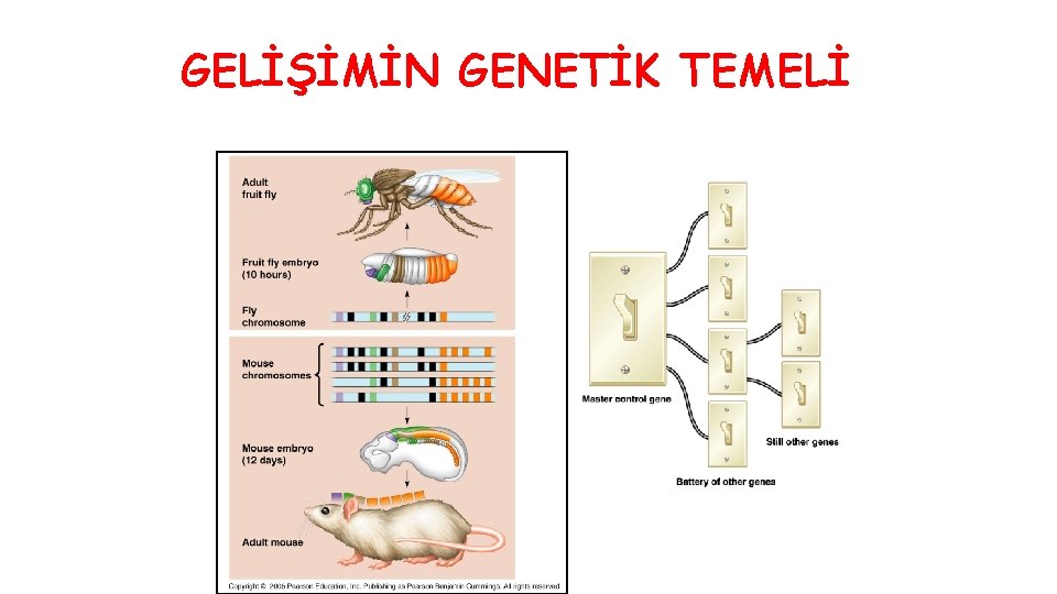 GELİŞİMİN GENETİK TEMELİ 