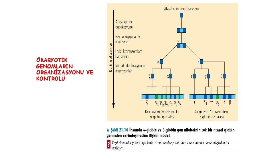 ÖKARYOTİK GENOMLARIN ORGANİZASYONU VE KONTROLÜ 