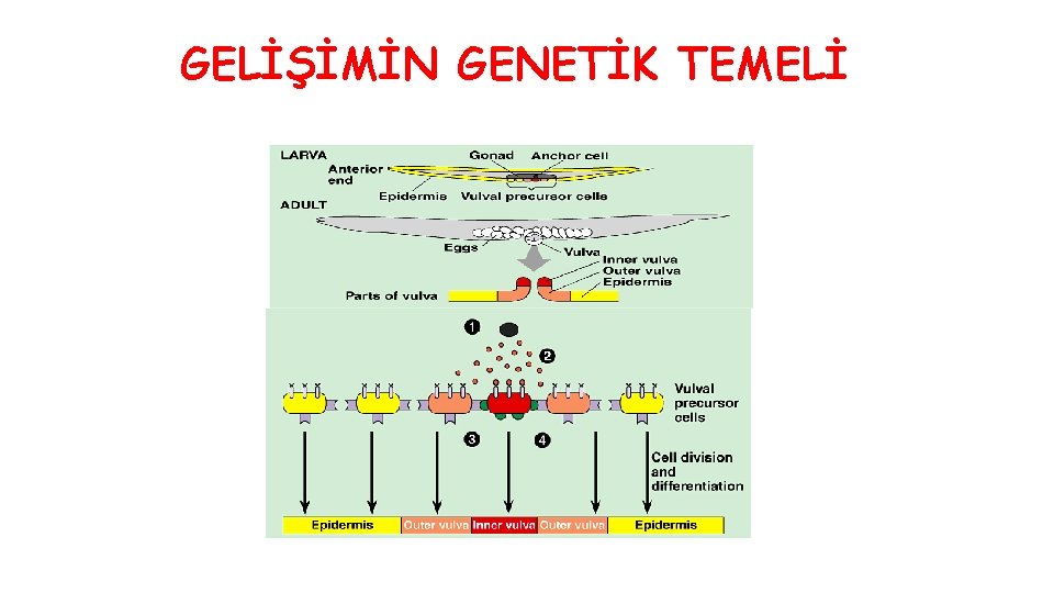 GELİŞİMİN GENETİK TEMELİ 