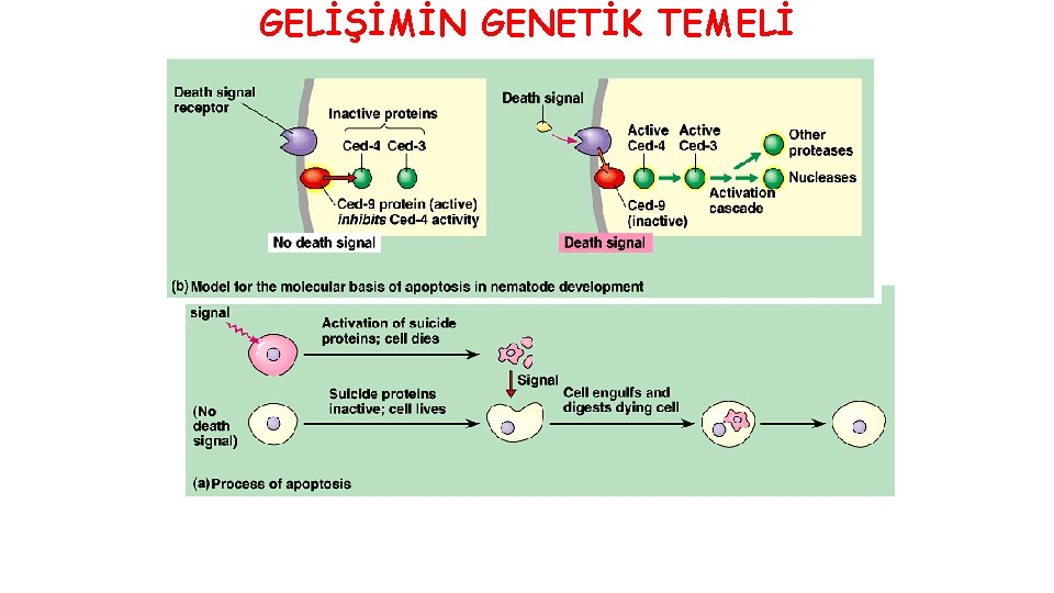 GELİŞİMİN GENETİK TEMELİ 