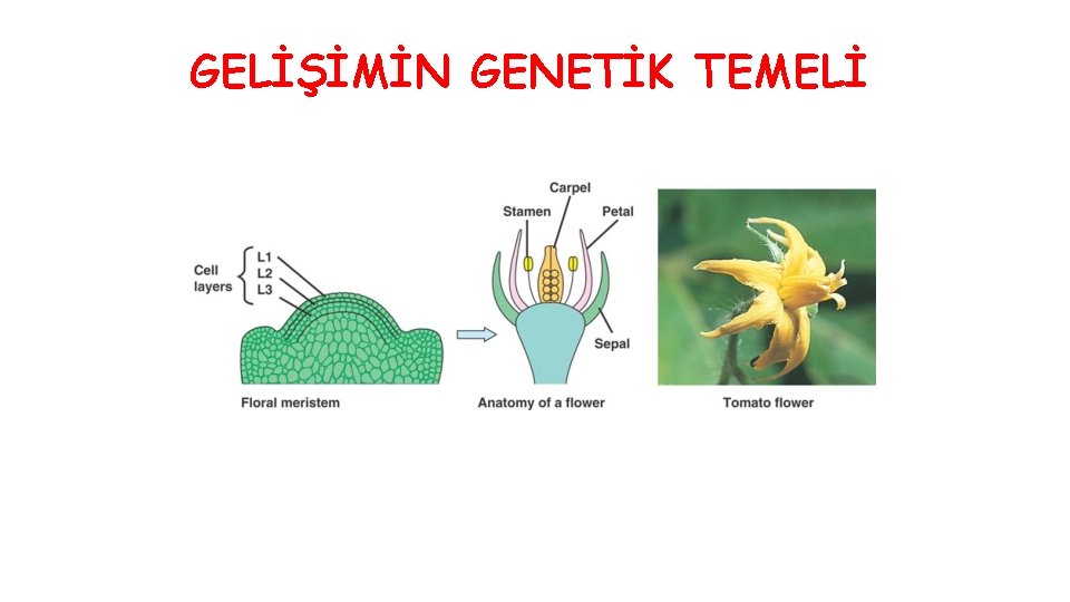 GELİŞİMİN GENETİK TEMELİ 