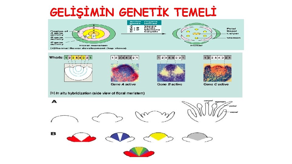 GELİŞİMİN GENETİK TEMELİ 