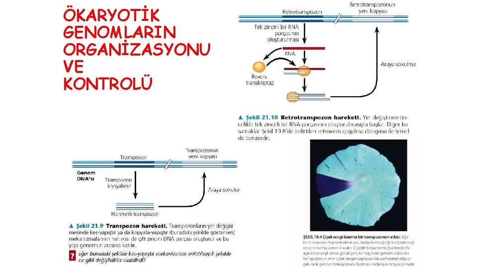 ÖKARYOTİK GENOMLARIN ORGANİZASYONU VE KONTROLÜ 