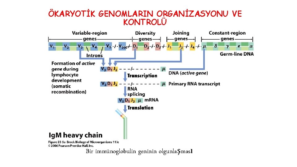 ÖKARYOTİK GENOMLARIN ORGANİZASYONU VE KONTROLÜ Bir immünoglobulin geninin olgunlaşması 