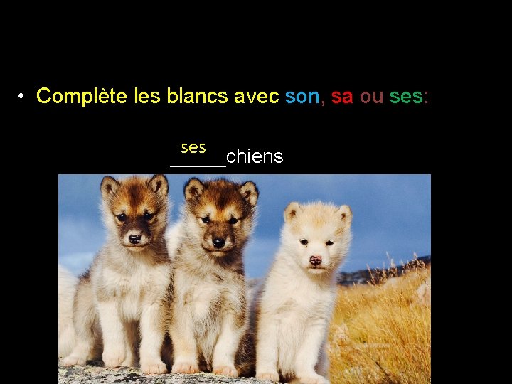  • Complète les blancs avec son, sa ou ses: ses _____chiens 