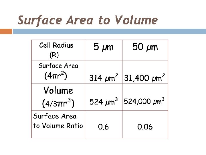 Surface Area to Volume 