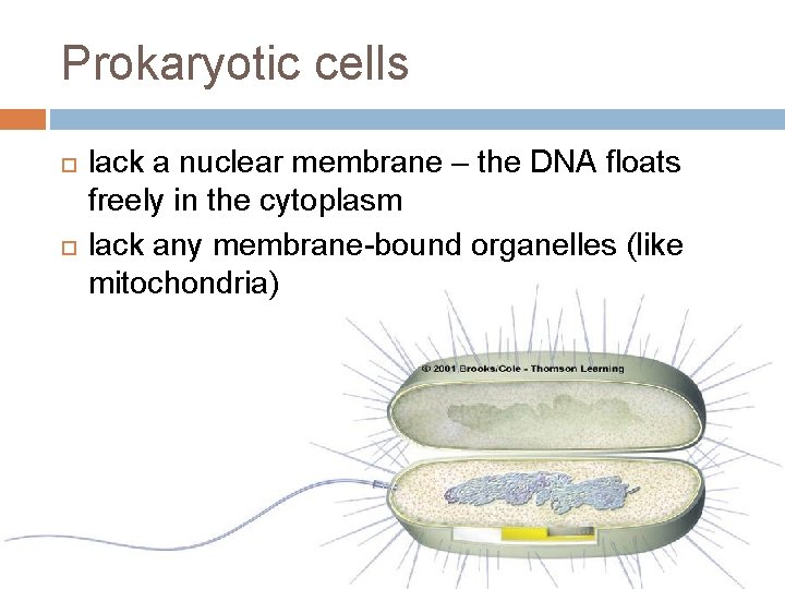Prokaryotic cells lack a nuclear membrane – the DNA floats freely in the cytoplasm