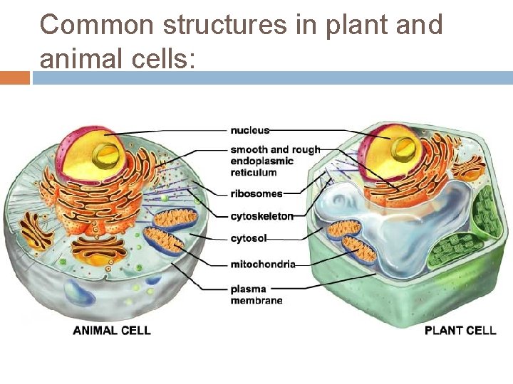 Common structures in plant and animal cells: 