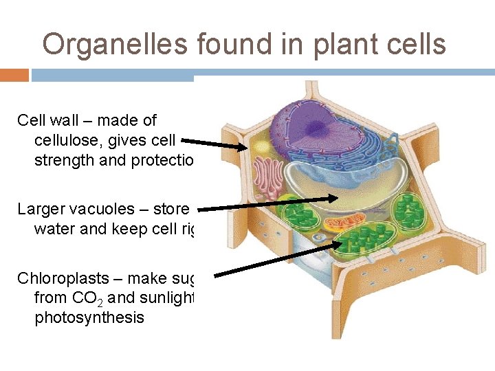 Organelles found in plant cells Cell wall – made of cellulose, gives cell strength