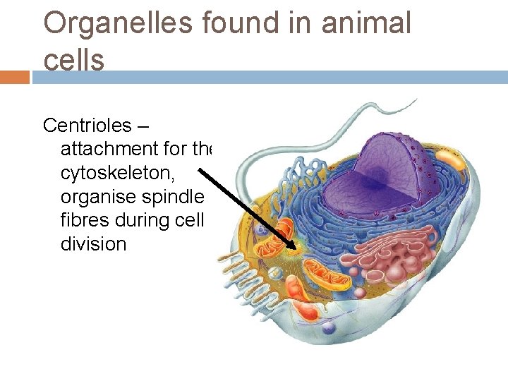 Organelles found in animal cells Centrioles – attachment for the cytoskeleton, organise spindle fibres