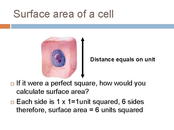 Surface area of a cell Distance equals on unit If it were a perfect