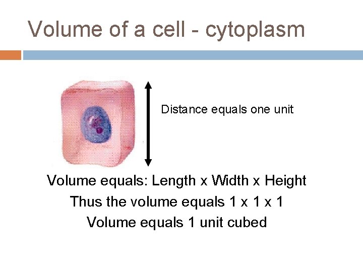 Volume of a cell - cytoplasm Distance equals one unit Volume equals: Length x