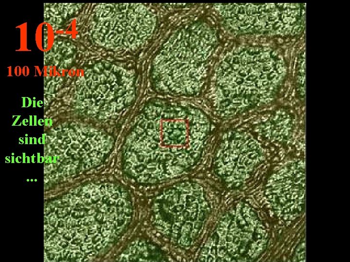 -4 10 100 Mikron Die Zellen sind sichtbar. . . 