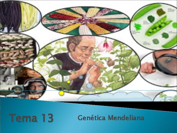 Tema 13 Genética Mendeliana 