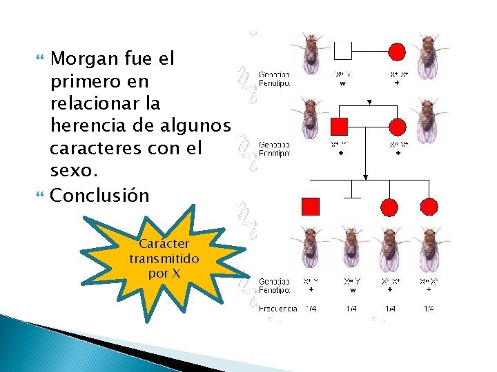 Morgan fue el primero en relacionar la herencia de algunos caracteres con el