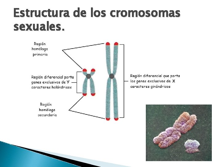 Estructura de los cromosomas sexuales. 