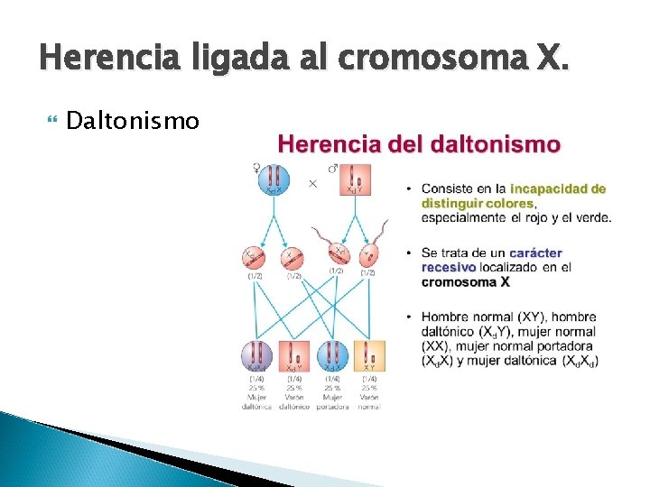 Herencia ligada al cromosoma X. Daltonismo 