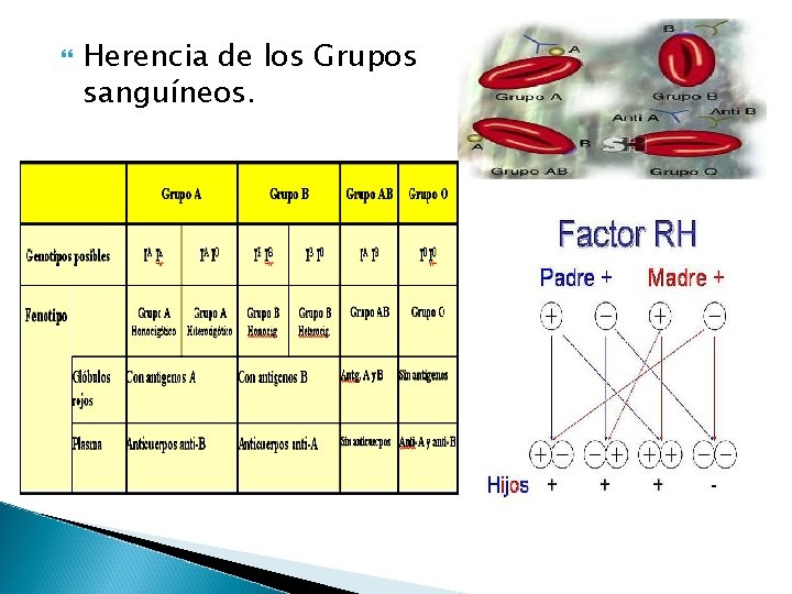  Herencia de los Grupos sanguíneos. 
