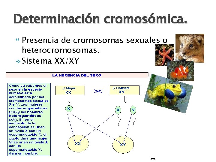 Determinación cromosómica. Presencia de cromosomas sexuales o heterocromosomas. v Sistema XX/XY 