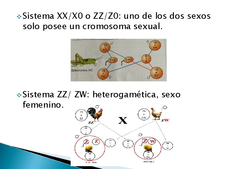 v Sistema XX/X 0 o ZZ/Z 0: uno de los dos sexos solo posee