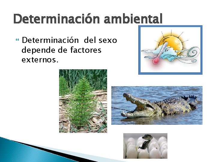 Determinación ambiental Determinación del sexo depende de factores externos. 