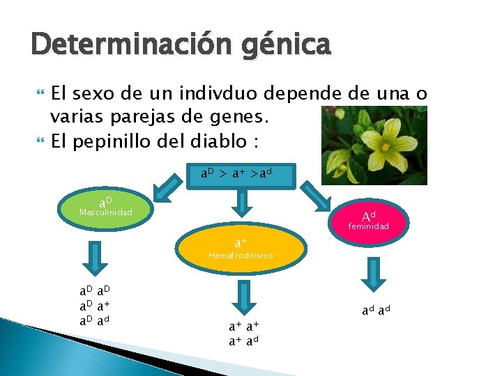Determinación génica El sexo de un indivduo depende de una o varias parejas de