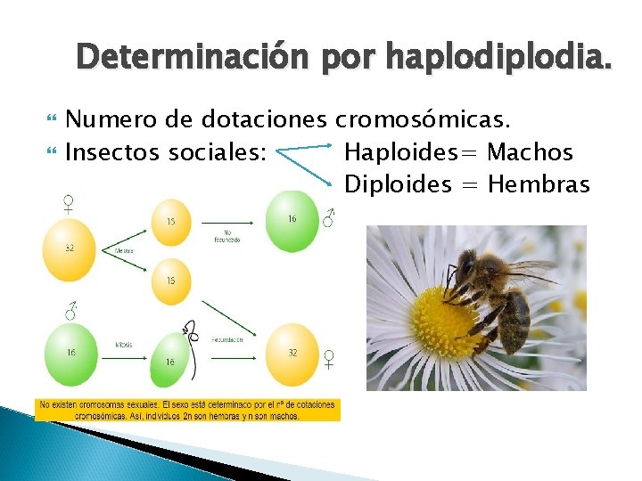 Determinación por haplodia. Numero de dotaciones cromosómicas. Insectos sociales: Haploides= Machos Diploides = Hembras