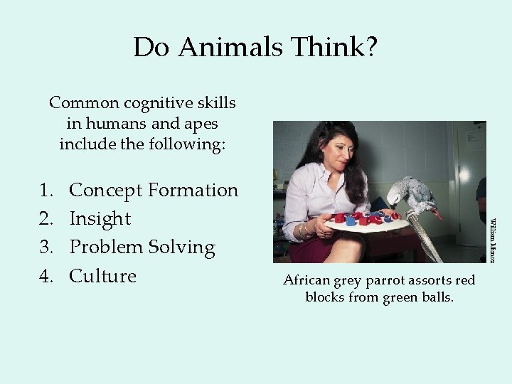 Do Animals Think? Common cognitive skills in humans and apes include the following: Concept