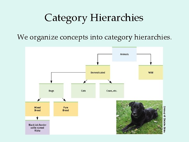 Category Hierarchies We organize concepts into category hierarchies. Courtesy of Christine Brune 