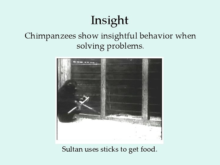 Insight Chimpanzees show insightful behavior when solving problems. Sultan uses sticks to get food.