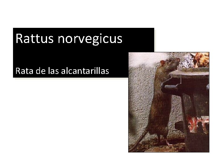 Rattus norvegicus Rata de las alcantarillas 