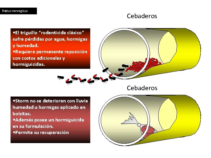 Rattus norvegicus Cebaderos • El triguillo “rodenticida clásico” sufre pérdidas por agua, hormigas y