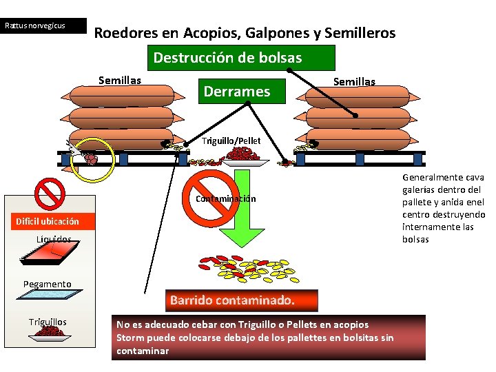 Rattus norvegicus Roedores en Acopios, Galpones y Semilleros Destrucción de bolsas Semillas Derrames Semillas