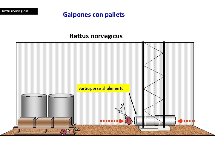 Rattus norvegicus Galpones con pallets Rattus norvegicus Anticiparse al alimento 